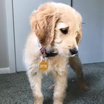 Dottie Pepper - @dottiedoodlempls - Instagram