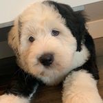 Dottie Pepper - @dottiep_thesheepy - Instagram