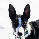 Dottie Pepper | Topeka, KS 🐾 - @tcc.dottiepepper - Instagram