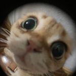 @dottie_peppercorn - Instagram