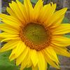 Dottiepepper - @firefly.xox - TikTok