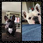 Oozie, Pepper and Dottie - @oozie_pepper_and_dottie - Instagram