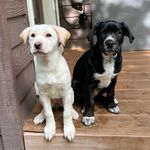 🤍Pepper & Dottie🖤 - @pepper_dottie_adventures - Instagram