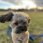 Pepper Ackland - @doctordottiepepperoni - Instagram