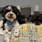 Pepper and Dottie - @pepperndottie - Instagram