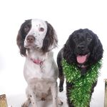 Pepper-Dottie - @pepperanddottiethespaniels - Instagram
