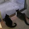 The 🐱 cats - @dottieandpepper - TikTok