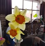 Dottie Phillips - Facebook