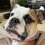 Dottiethepostie - @dottiethepostie - Instagram