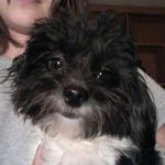 Dottie Ray Talley - @dottie_the_dog01 - Instagram