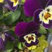 Dottie Reed - Facebook