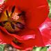 Dorothy Renner - Facebook