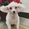 Dottie - @dottierenee - TikTok