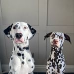 🖤 𝓞𝓭𝓲𝓮 𝓑𝓪𝓲𝓵𝓮𝔂 𝓑𝓮𝓪𝓻 & 𝓔𝓶𝓫𝓲𝓮 𝓓𝓸𝓽𝓽𝓲𝓮 𝓡𝓸𝓼𝓮🤎 - @odie.and.embie_thedals - Instagram