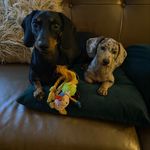 Colin Weiner Schnitzel VonKrum and Dottie Rose - @colin_the_weiner - Instagram