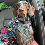 Dottie - @dottierose_the_dachshund - Instagram