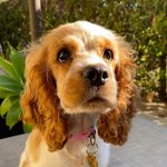Dottie Rose - @dottierose_805 - Instagram