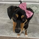 Dottie Rose - @dottiethedogggy - Instagram