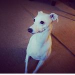 Dottie Rose - @dottie_rose_iggy - Instagram