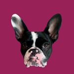 Dottie Rose - @dottie_the_frenglish - Instagram