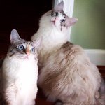 Dottie_Rose_and_Stan - @dottie_rose_and_stan - Instagram