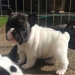 Dottie Schmidt ❤ - @_dottie_the_frenchie_ - Instagram