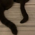 Dottie & Scotty - @dottieandscotty - Instagram