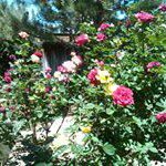 Dottie Scott - @dottiescott42 - Instagram