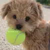 ╶ ˏˋ 𝙙𝙤𝙩𝙩𝙞𝙚 | 🦮🐾 ˏˋ╶ - @dotties.ave - TikTok