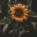 Dorothy Sharp - Facebook