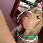 Dottie - @dottie_sharpei - Instagram