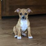 Dottie - @dottieshawty - Instagram