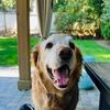Dottie Shaw - @jakey_the_golden - TikTok