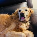 Dottie Shaw (Jakes owner) - @jakey_the_golden_retriever - Instagram