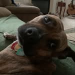@dottie_short_and_squatty - Instagram