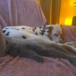 @dottie_shortbread_bestfriends - Instagram