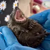 Dotties - @dottieslittlehoghospital - TikTok