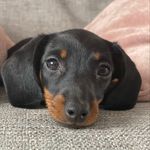 Dottie Smith - @dottie.smith2020 - Instagram
