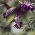 Dottie Smith - Facebook