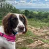 Dotty - @dotty_springer_spaniel - TikTok
