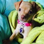 Dottie - @dottie_hammer_stein - Instagram