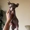 Dottie-tok - @dottietok - TikTok