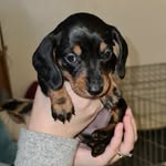 dottie walker - @dottiethedachound - Instagram
