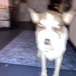Dottie Wallace - @dottiesfacehug - Instagram