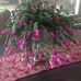 Dottie Wallace - Facebook