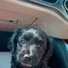 Dottie 😍 - @dottieward1 - TikTok