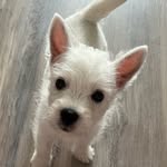 Dottie Ward - @dottiethewestie2023 - Instagram