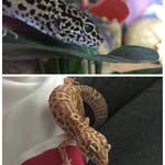 - ` dotty & belle 🦎 - @dottyandbelle_ - Instagram