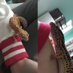 ♥️🦎 Dotty & Belle 🦎 ♥️ - @dotty_belle - Instagram