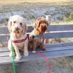 Dotty & Bella - @_dotty_bella_ - Instagram